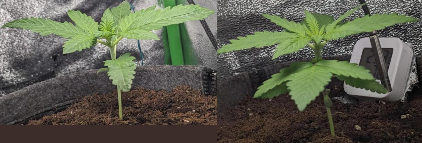 Blackberry Auto Fastbuds Cheap Coco+Mix. Week 3 - Day 15 with improvised Light Osram LED Bulb