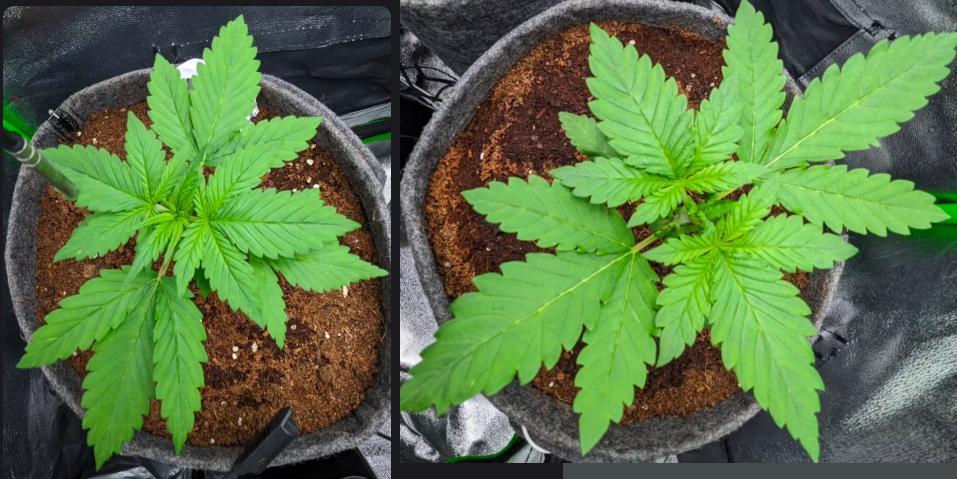 Blackberry Auto Fastbuds Cheap Coco+Mix. Week 3 - Day 19
Back to a working Sonlipo SPF 1200 PRO