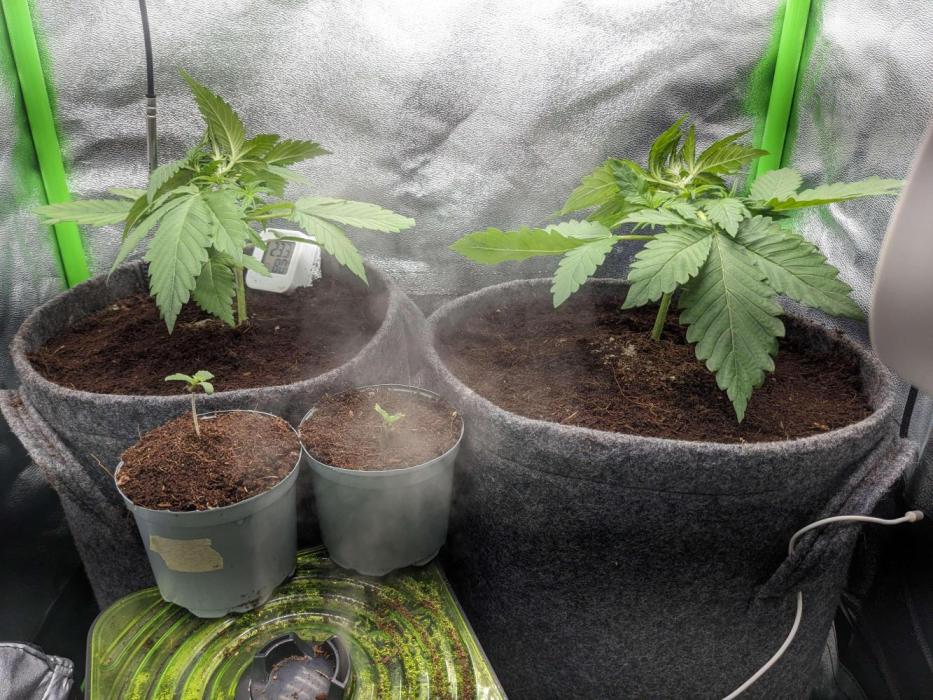 Blackberry Auto Fastbuds Cheap Coco+Mix. Week 4 - Day 22