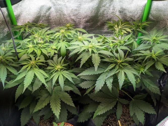 Blackberry Auto Fastbuds Cheap Coco+Mix. Week 5 - Day 35