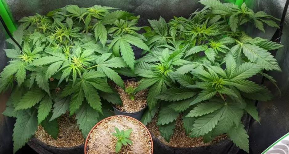 Blackberry Auto Fastbuds Cheap Coco+Mix. Week 5 - Day 30