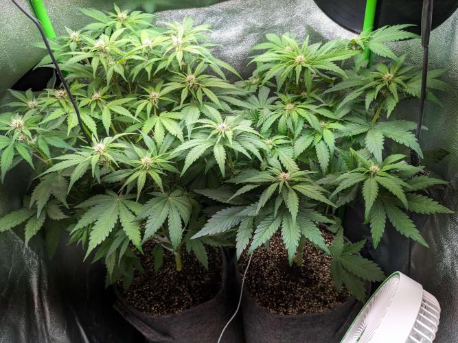 Blackberry Auto Fastbuds Cheap Coco+Mix. Week 6 - Day 39