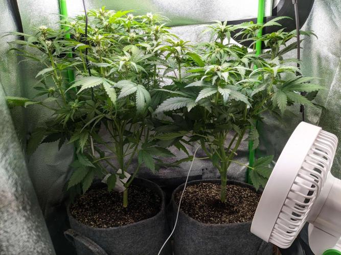 Blackberry Auto Fastbuds Cheap Coco+Mix. Week 6 - Day 39 