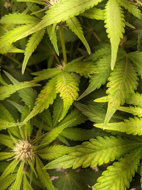 Blackberry Auto Fastbuds Cheap Coco+Mix. Week 6 - Day 41 - Maybe CalMag deficit showing? Feel free to comment!