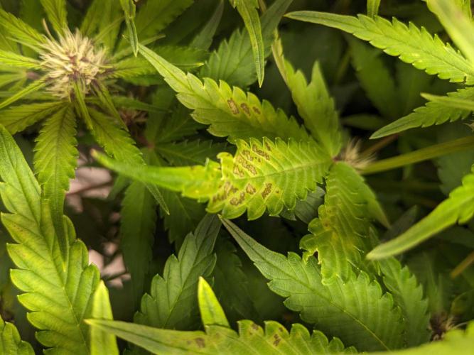 Blackberry Auto Fastbuds Cheap Coco+Mix. Week 6 - Day 41