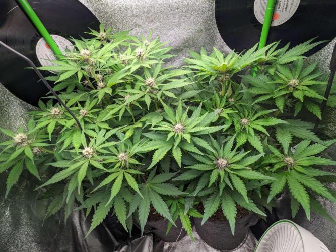 Blackberry Auto Fastbuds Cheap Coco+Mix. Week 6 - Day 41