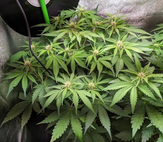 Blackberry Auto Fastbuds Cheap Coco+Mix. Week 6 - Day 38