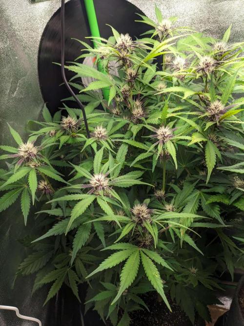 Blackberry Auto Fastbuds Cheap Coco+Mix. Week 7 - Day 44