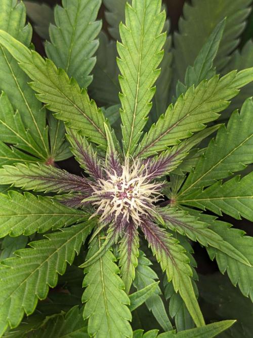 Blackberry Auto Fastbuds Cheap Coco+Mix. Week 7 - Day 44