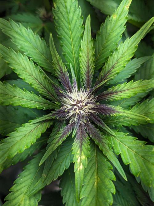 Blackberry Auto Fastbuds Cheap Coco+Mix. Week 7 - Day 44