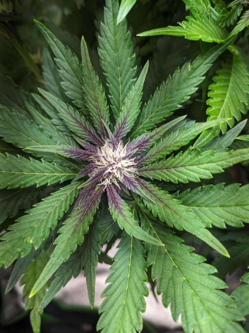 Blackberry Auto Fastbuds Cheap Coco+Mix. Week 7 - Day 44