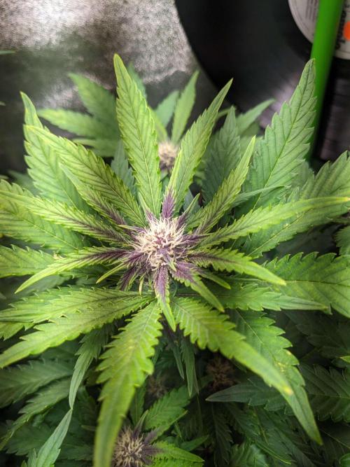 Blackberry Auto Fastbuds Cheap Coco+Mix. Week 7 - Day 44