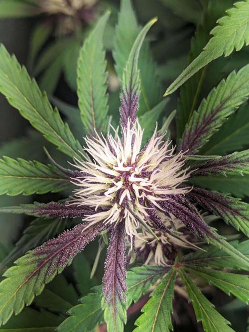 Blackberry Auto Fastbuds Cheap Coco+Mix. Week 7 - Day 44