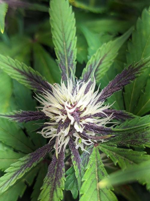 Blackberry Auto Fastbuds Cheap Coco+Mix. Week 7 - Day 44