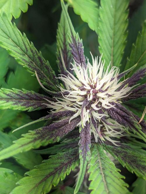 Blackberry Auto Fastbuds Cheap Coco+Mix. Week 7 - Day 44