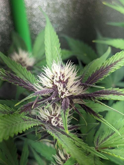 Blackberry Auto Fastbuds Cheap Coco+Mix. Week 7 - Day 44