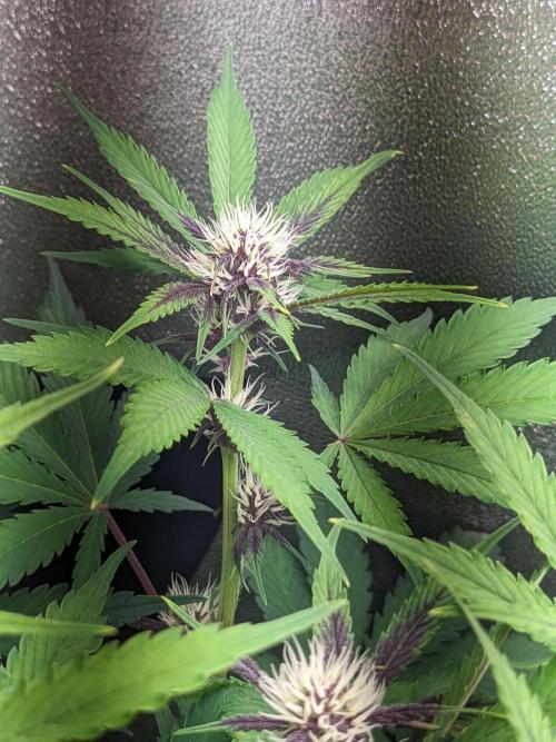 Blackberry Auto Fastbuds Cheap Coco+Mix. Week 7 - Day 44