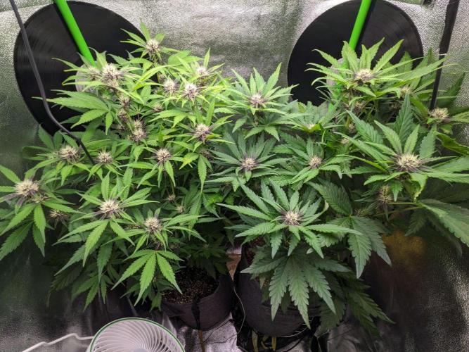 Blackberry Auto Fastbuds Cheap Coco+Mix. Week 7 - Day 44