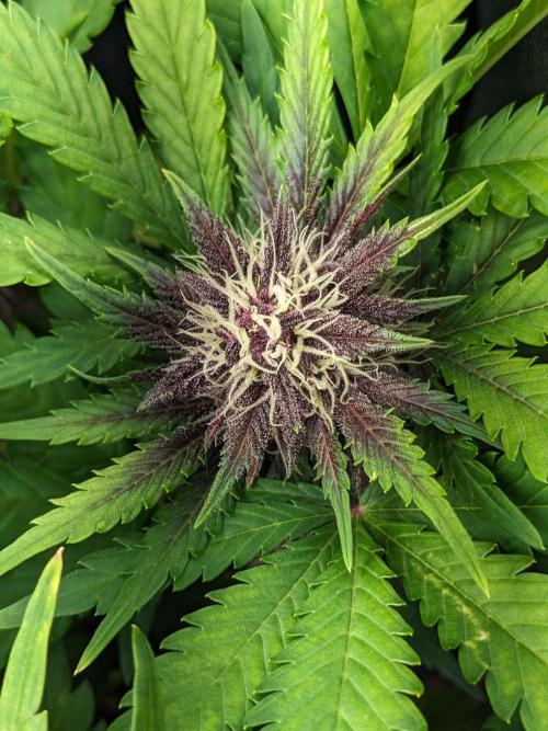 Blackberry Auto CheapSetup Coco+LiteMix. Week 8 - Day 55