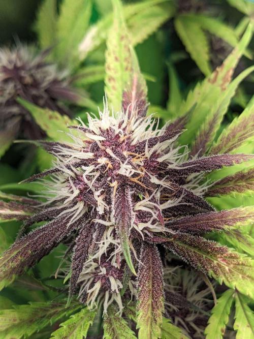 Blackberry Auto CheapSetup Coco+LiteMix. Week 8 - Day 55