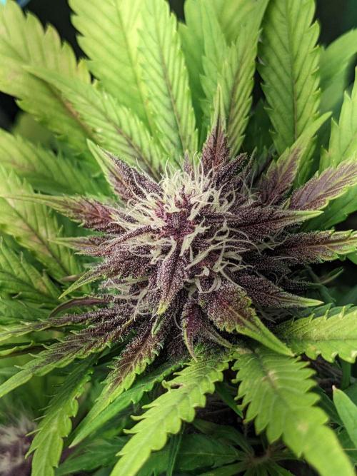 Blackberry Auto CheapSetup Coco+LiteMix. Week 8 - Day 55