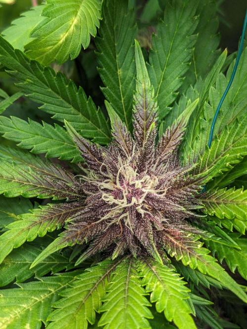 Blackberry Auto CheapSetup Coco+LiteMix. Week 8 - Day 55