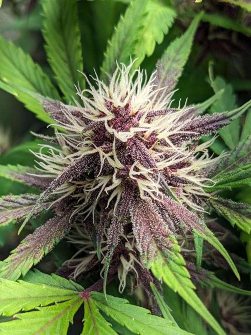 Blackberry Auto CheapSetup Coco+LiteMix. Week 8 - Day 55