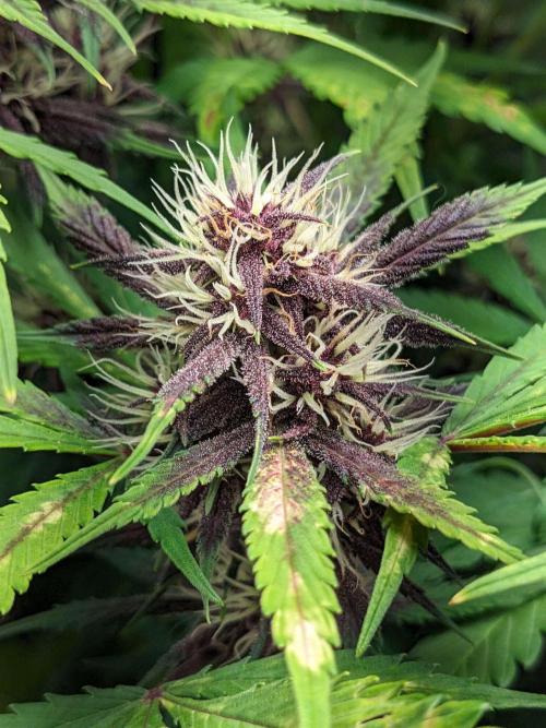 Blackberry Auto CheapSetup Coco+LiteMix. Week 8 - Day 55