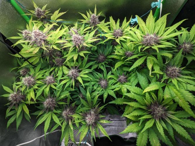 Blackberry Auto CheapSetup Coco+LiteMix. Week 8 - Day 55