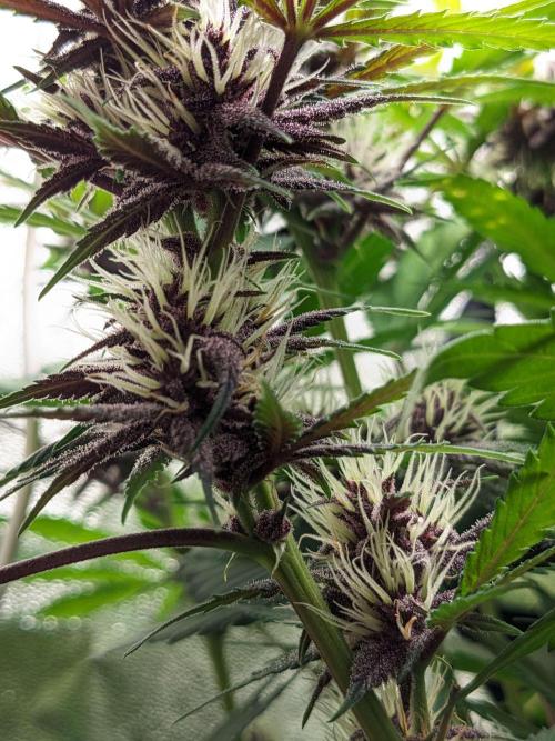 Blackberry Auto CheapSetup Coco+LiteMix. Week 8 - Day 55