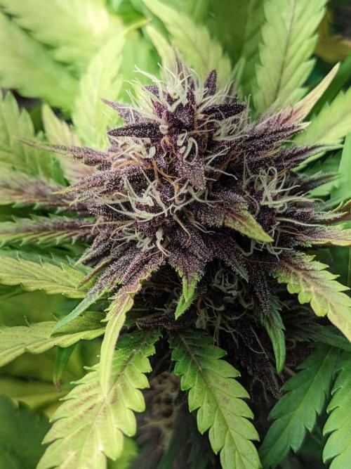 Blackberry Auto CheapSetup Coco+LiteMix. Week 9 - Day 61