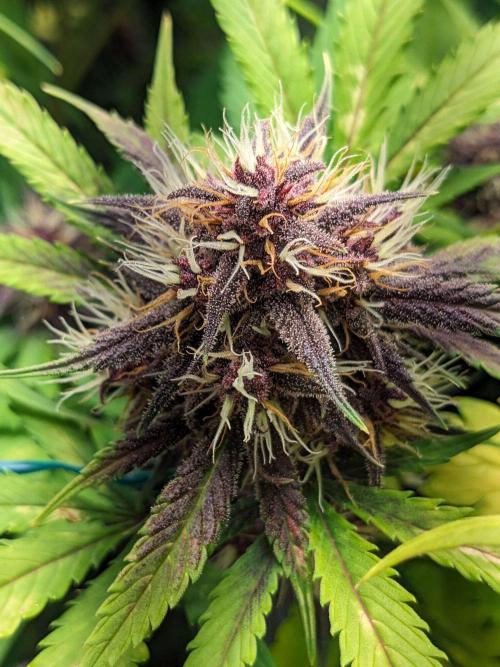 Blackberry Auto CheapSetup Coco+LiteMix. Week 9 - Day 61