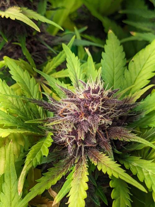 Blackberry Auto CheapSetup Coco+LiteMix. Week 9 - Day 61