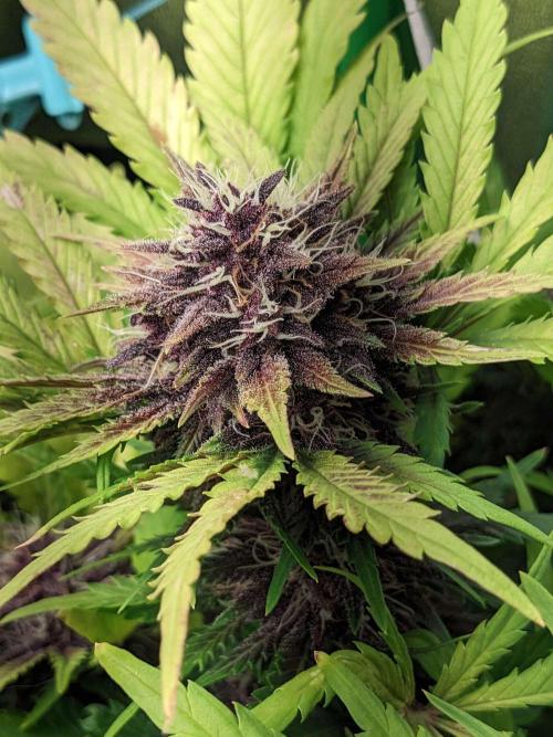 Blackberry Auto CheapSetup Coco+LiteMix. Week 9 - Day 61