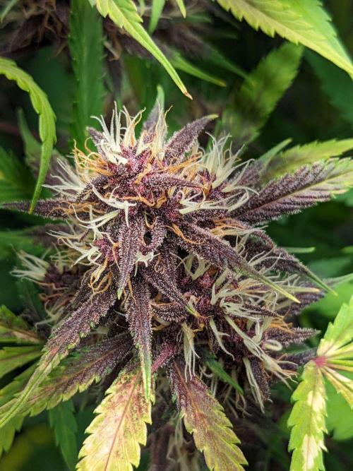 Blackberry Auto CheapSetup Coco+LiteMix. Week 9 - Day 61