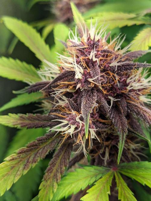 Blackberry Auto CheapSetup Coco+LiteMix. Week 9 - Day 61