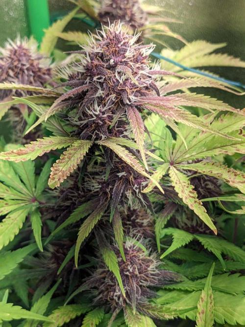 Blackberry Auto CheapSetup Coco+LiteMix. Week 9 - Day 61