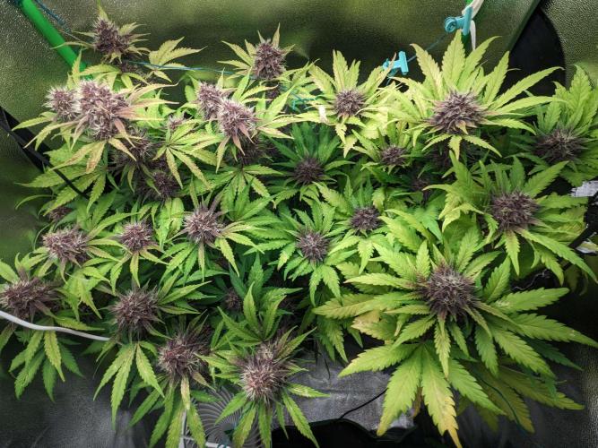 Blackberry Auto CheapSetup Coco+LiteMix. Week 9 - Day 61