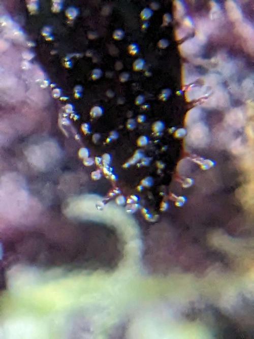 Blackberry Auto CheapSetup Coco+LiteMix. Week 9 - Day 61