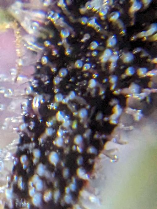 Blackberry Auto CheapSetup Coco+LiteMix. Week 9 - Day 61