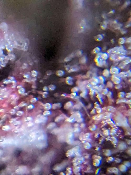 Blackberry Auto CheapSetup Coco+LiteMix. Week 9 - Day 61