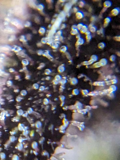 Blackberry Auto CheapSetup Coco+LiteMix. Week 9 - Day 61