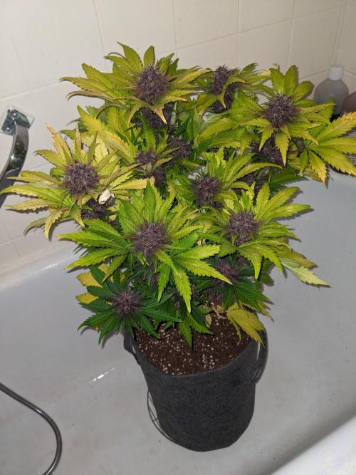 Blackberry Auto CheapSetup Coco+LiteMix. Week 10 - 33 g Dried Buds