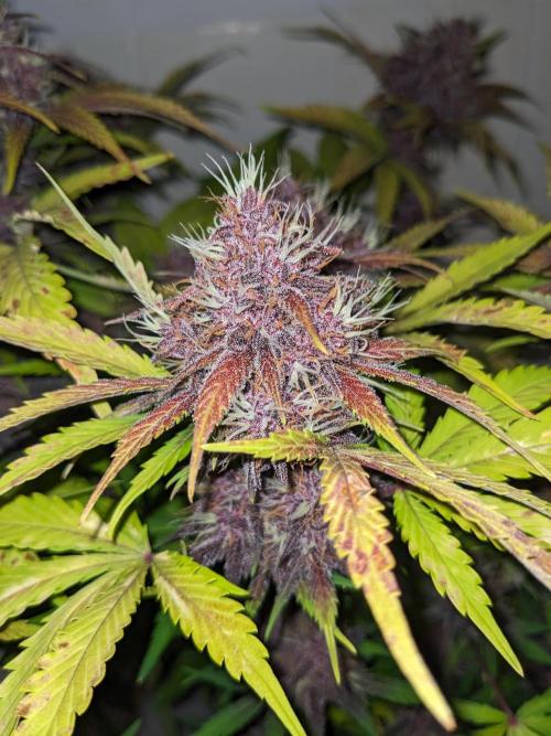 Blackberry Auto CheapSetup Coco+LiteMix. Week 10