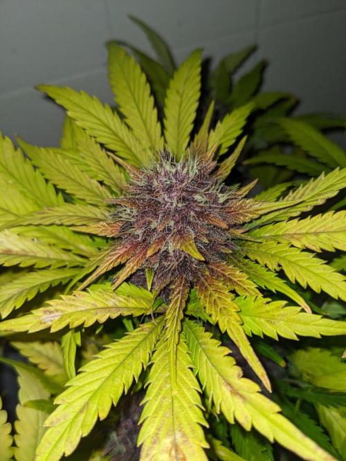 Blackberry Auto CheapSetup Coco+LiteMix. Week 10