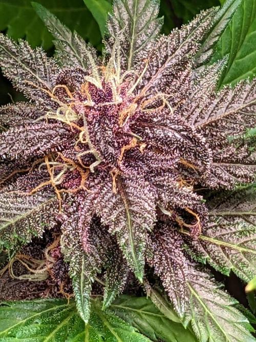 Blackberry Auto CheapSetup Coco+LiteMix. Week 10