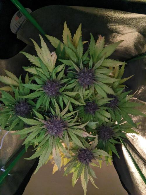 Blackberry Auto CheapSetup Coco+LiteMix. Week 10