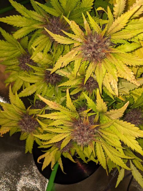 Blackberry Auto CheapSetup Coco+LiteMix. Week 10