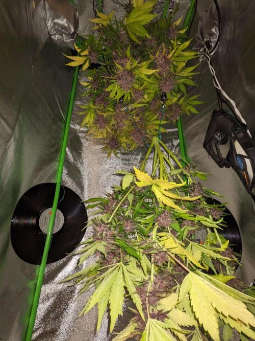 Blackberry Auto CheapSetup Coco+LiteMix. Week 10