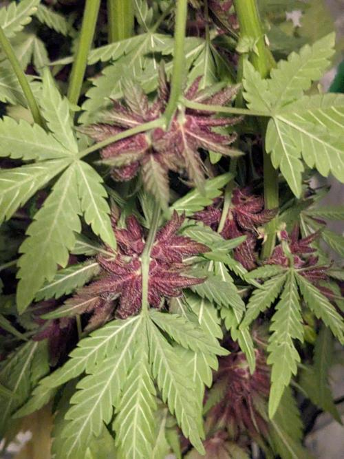 Blackberry Auto CheapSetup Coco+LiteMix. Week 10